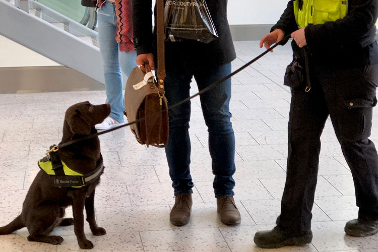 Drug dog with veritech security guard