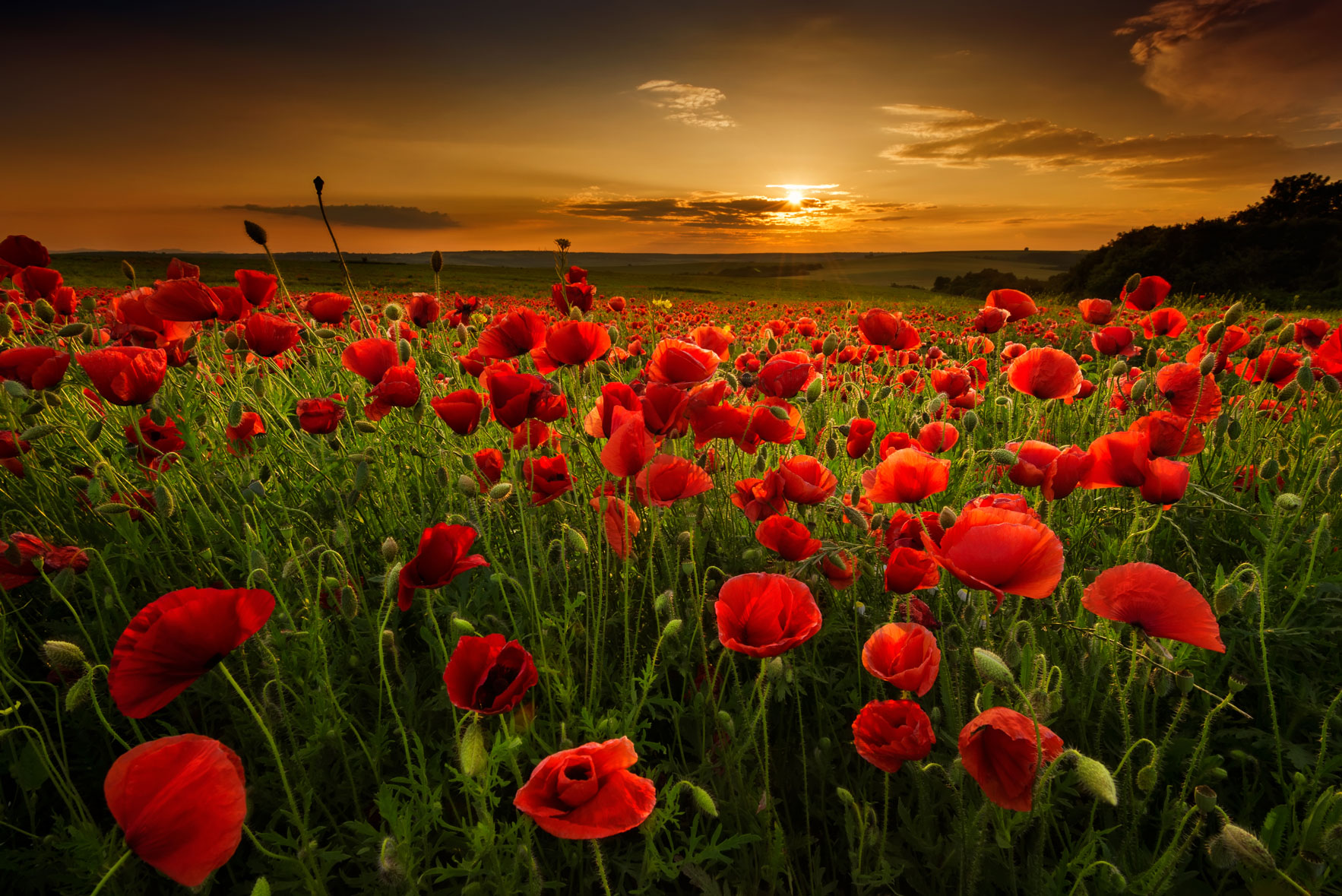 Poppy field