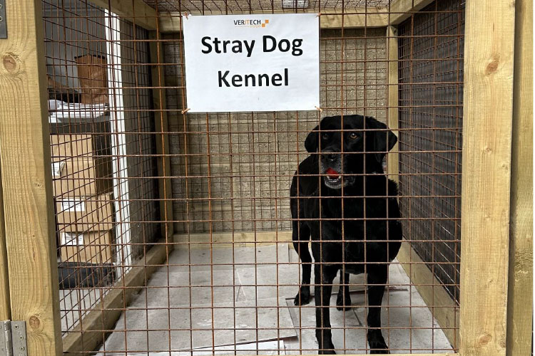 Stray-Dog-Kennel